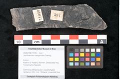 Foto (Objekt + Etikett) von Lepidodendron selaginoides Sternbg. (NHMW-GEO-2024-0188-11039)